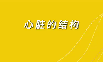 【名醫面對面之心臟100問】心臟的結構